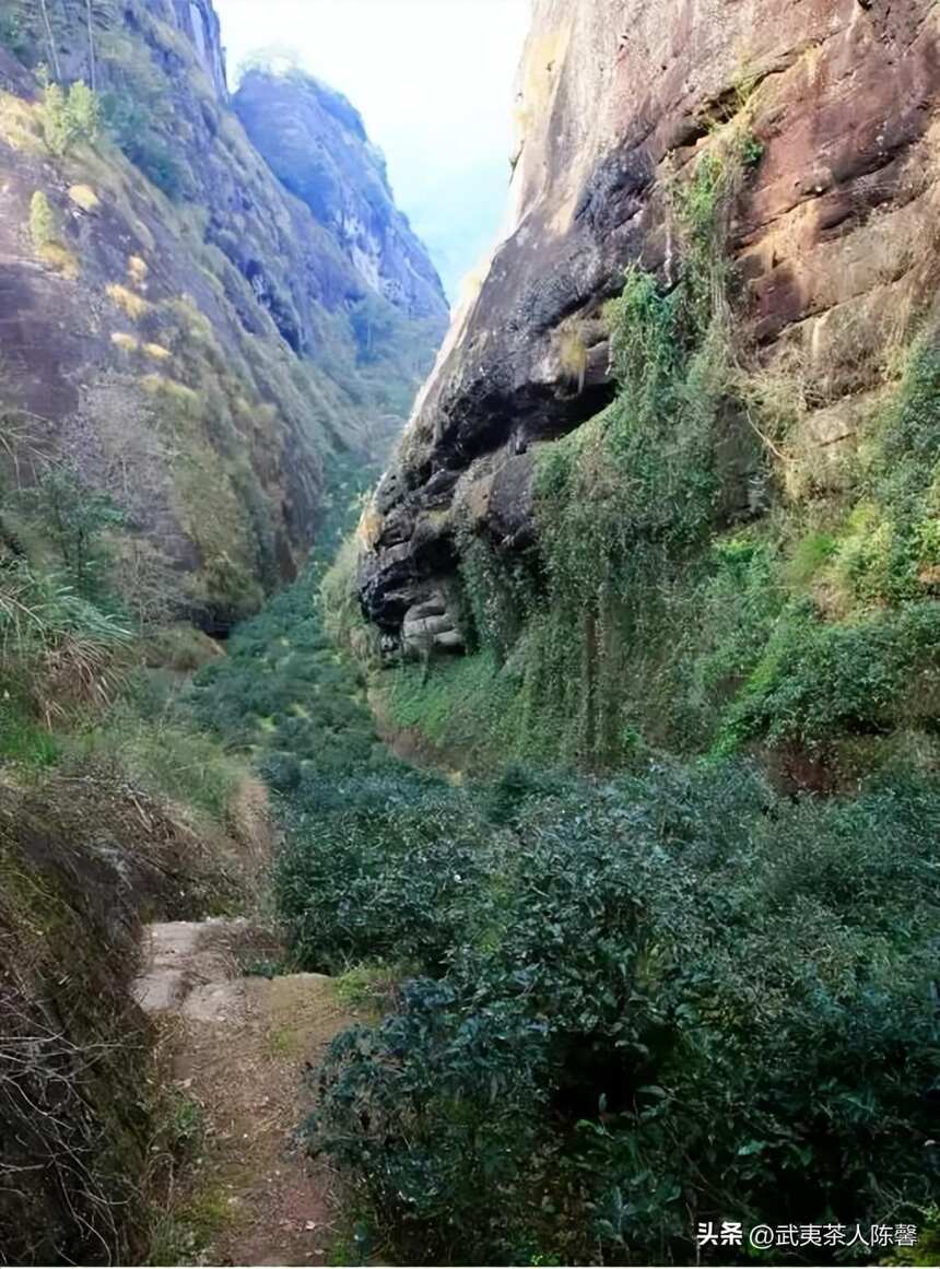 细数武夷山著名的十大山场和品种你知多少？（2）