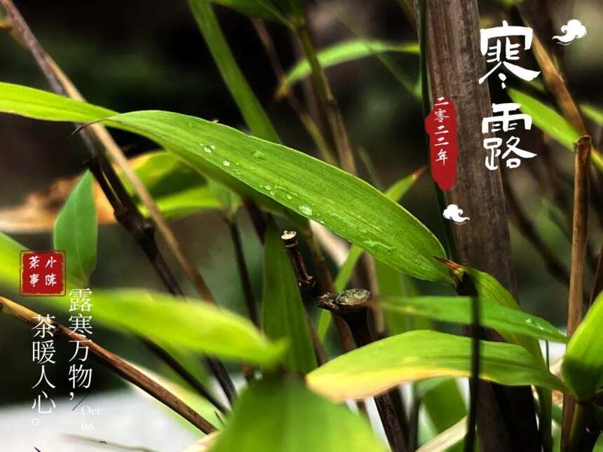 2022寒露茶，大旱之年的最后存量，从深秋的薄雾中缓缓而来