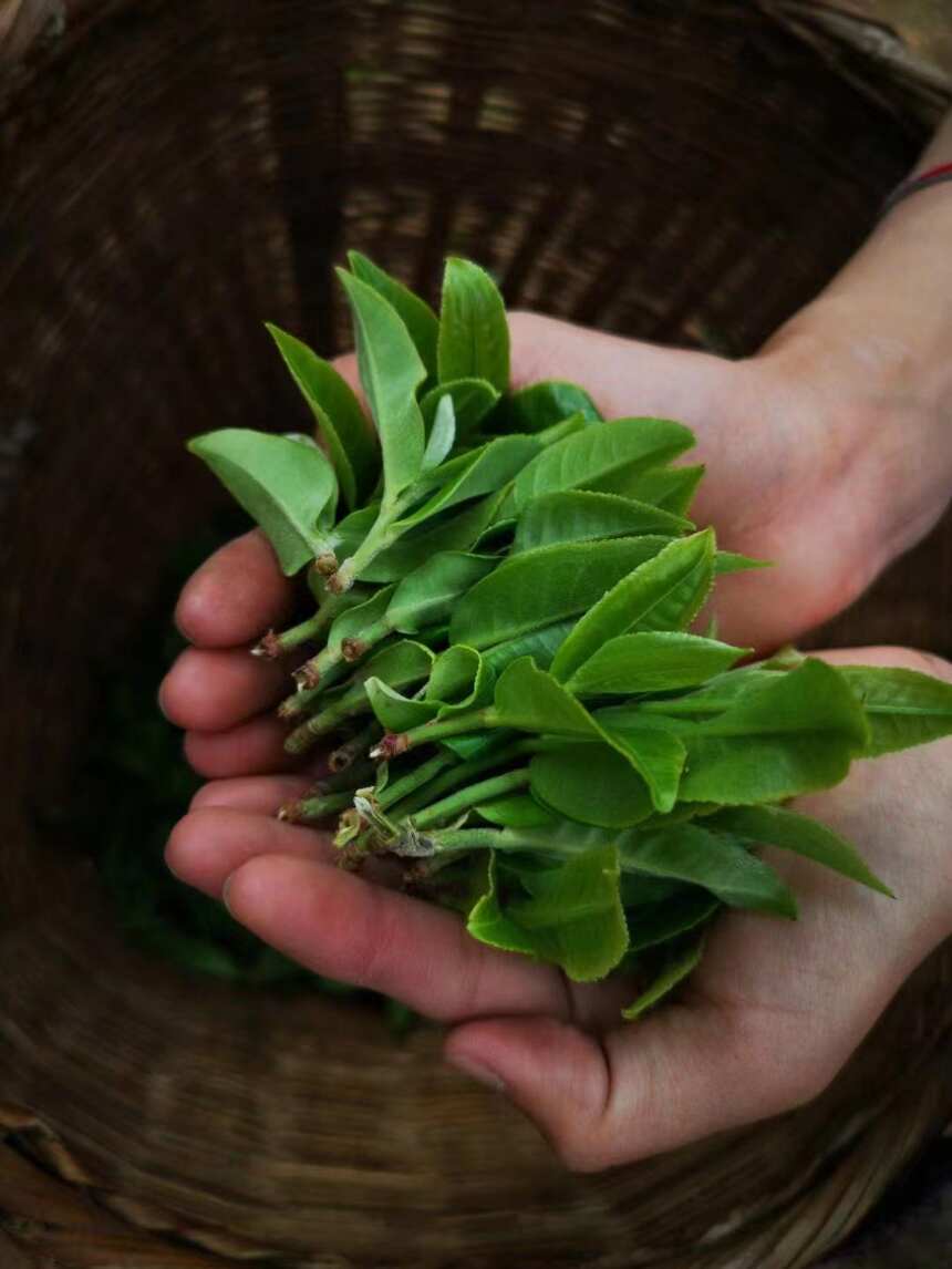 帮一叶好茶走出大山，助一方茶农脱贫振兴