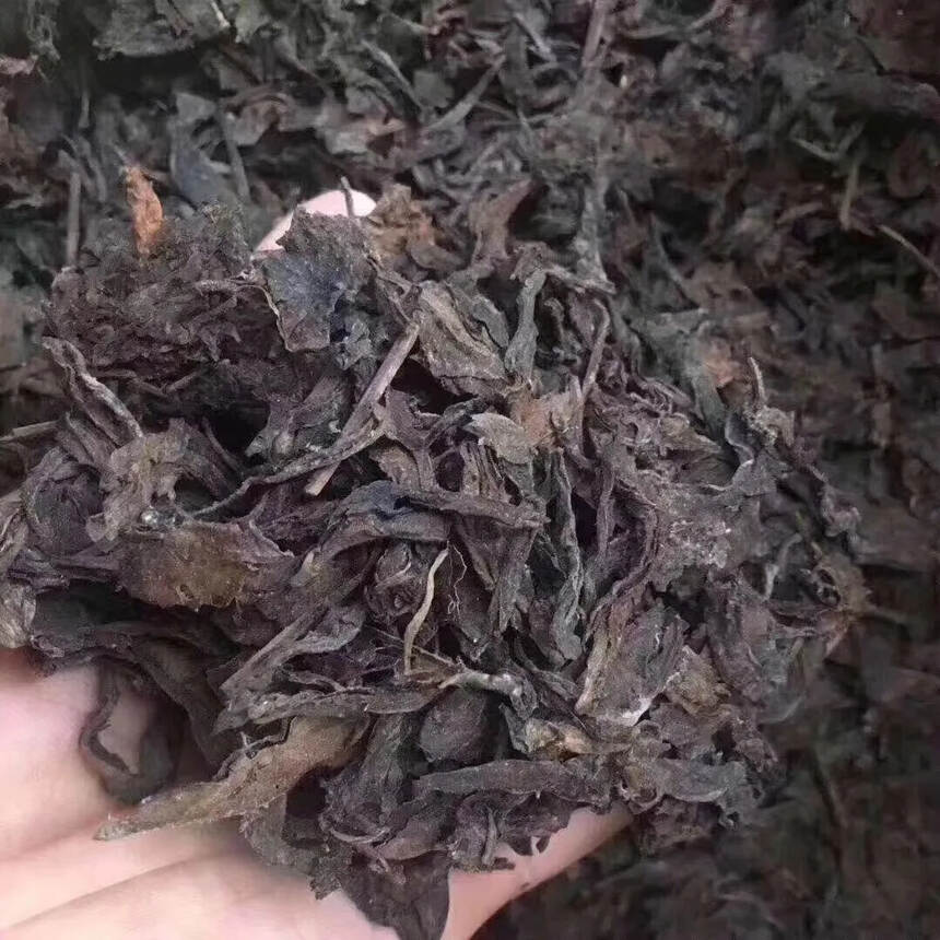 96年省公司外销老散茶，易武大树黄片生茶，看到是缘分