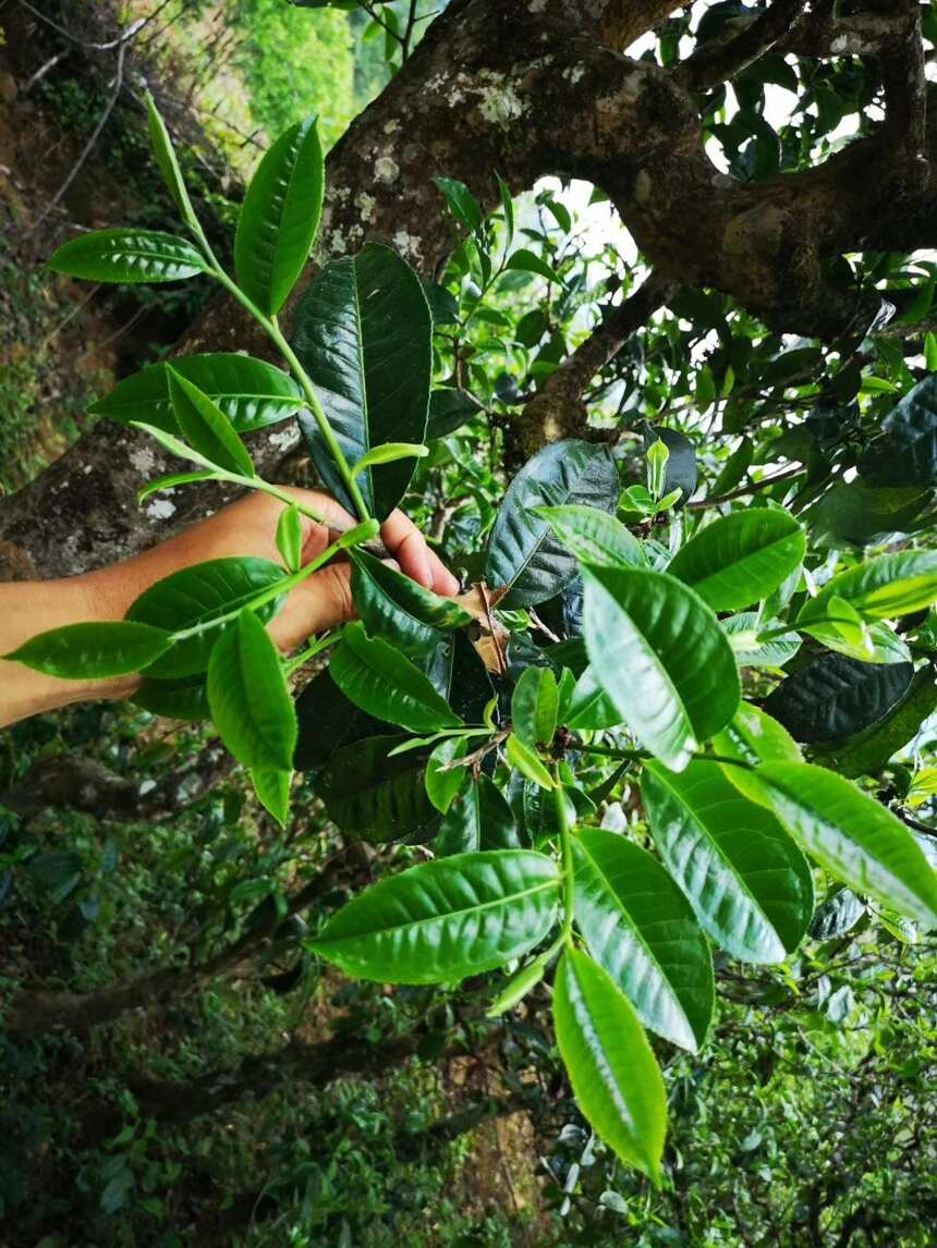 帮一叶好茶走出大山，助一方茶农脱贫振兴