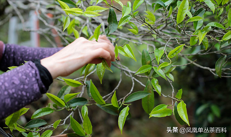 凤凰单丛茶-老仙翁单丛