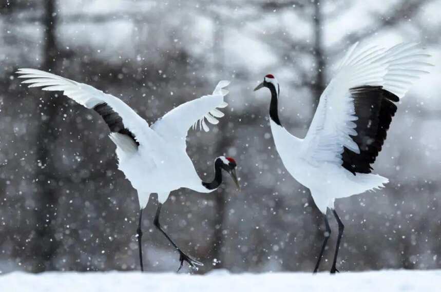 一部红楼梦，满纸茶叶香。曹雪芹以诗意之笔，画就一幅雪夜烹茶图