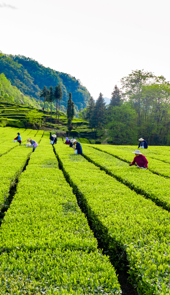 「建议收藏」这，就是湖北茶