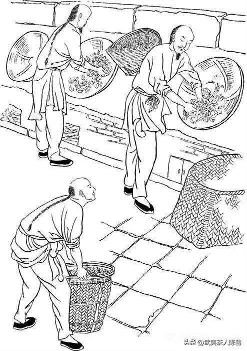 连环画：武夷岩茶的采制工艺流程