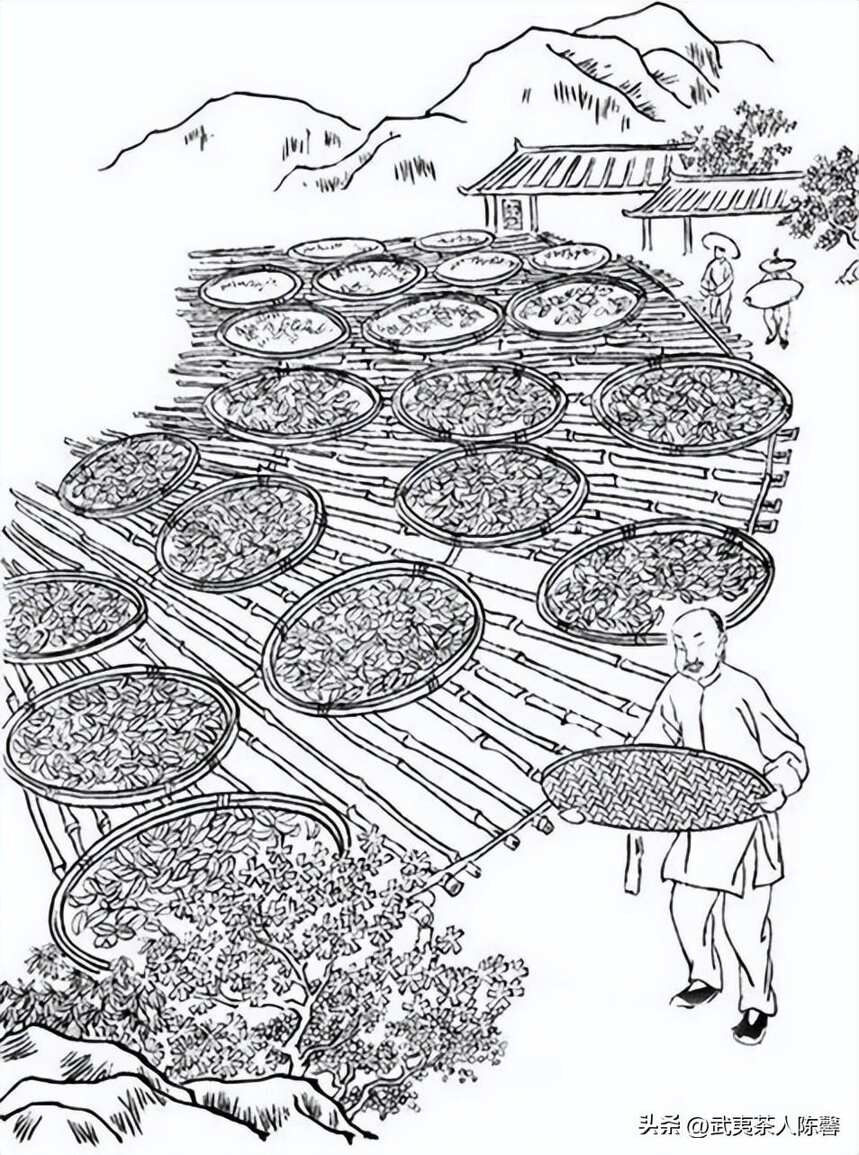 连环画：武夷岩茶的采制工艺流程
