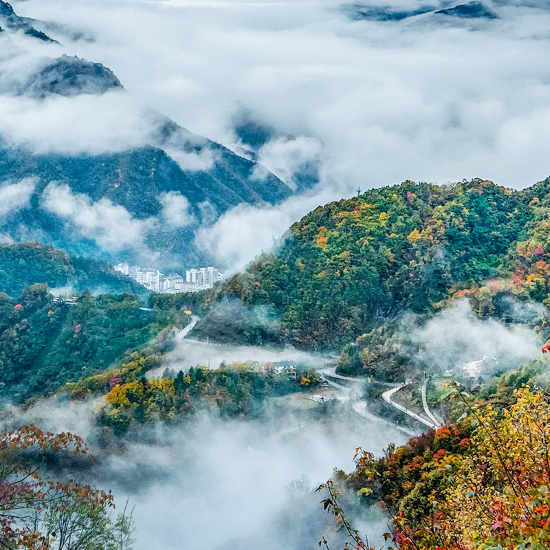 「建议收藏」这，就是湖北茶