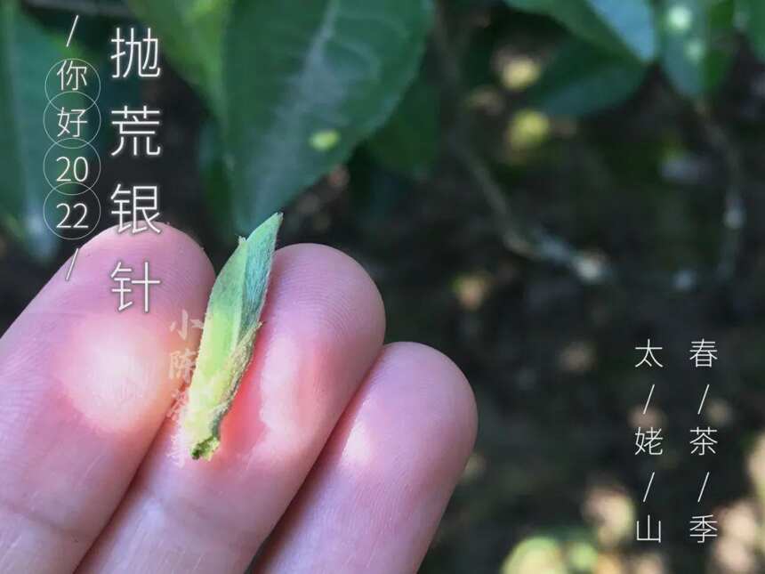 白毫银针茶汤颜色深，香味淡，是什么原因？多半是“它们”在作怪