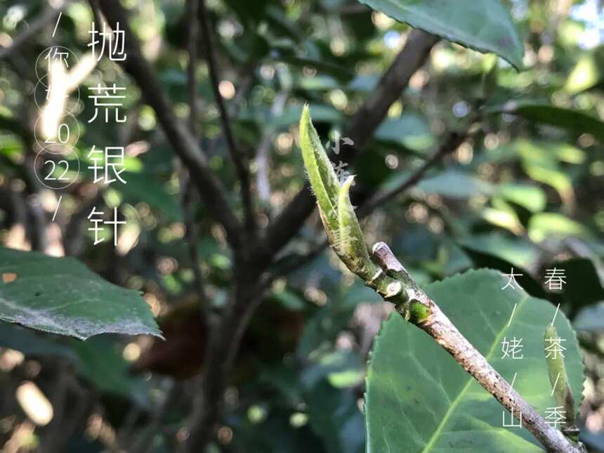 白毫银针茶汤颜色深，香味淡，是什么原因？多半是“它们”在作怪