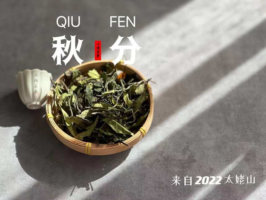 单人泡白茶的4种方法，有精致型，有休闲型，总有一种适合你