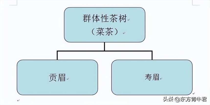 正说白茶：贡眉与其他白茶到底有何本质不同？什么才可以称为贡眉