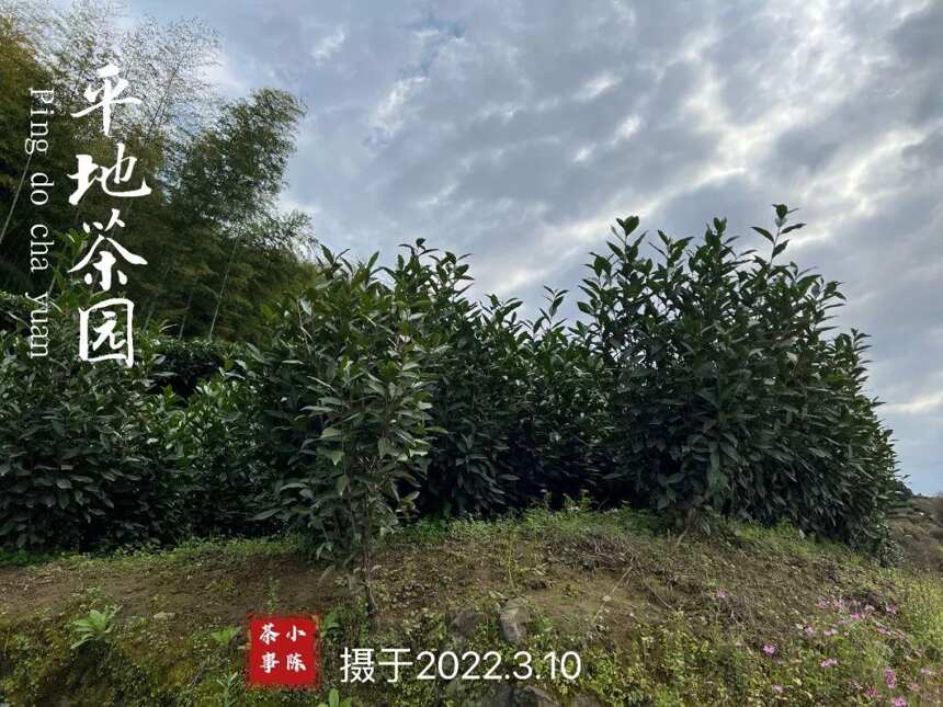 预算1000元，想买到白毫银针、白牡丹、寿眉，怎么搭配比较合理？