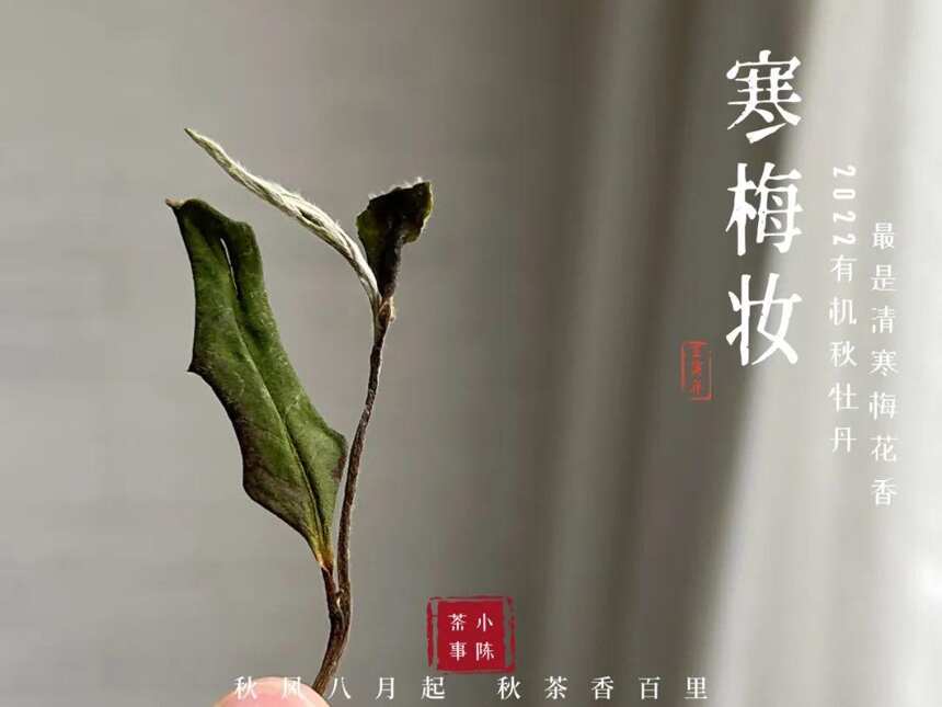 有机茶，是可以随口胡诌的头衔吗？