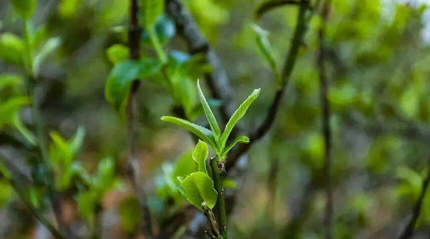 云南普洱山头茶 | 临沧茶区中难能可贵的贡茶产区——邦东