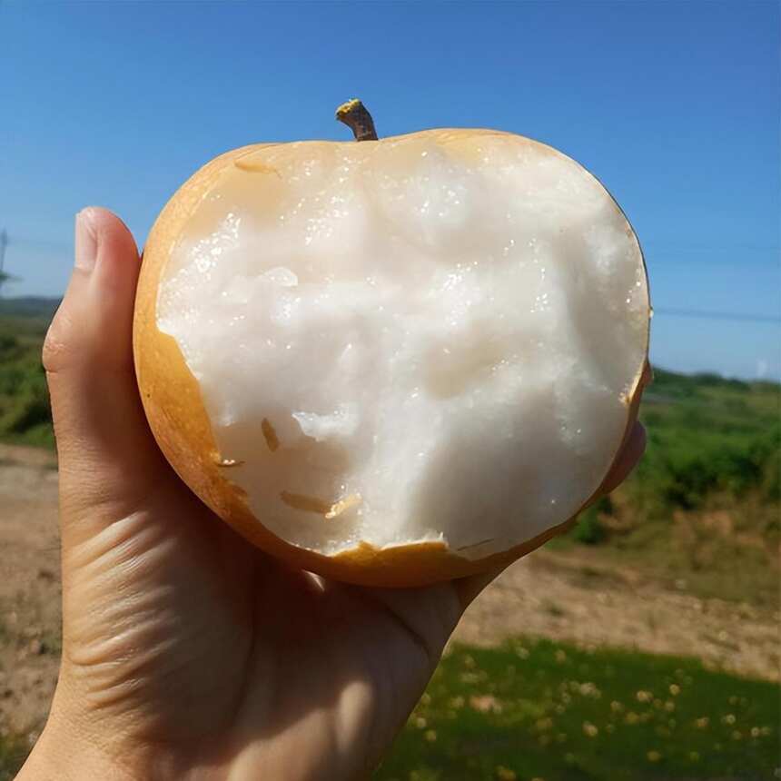 入秋后，建议大家饮食别马虎！多吃这4种“时令水果”，好处多多