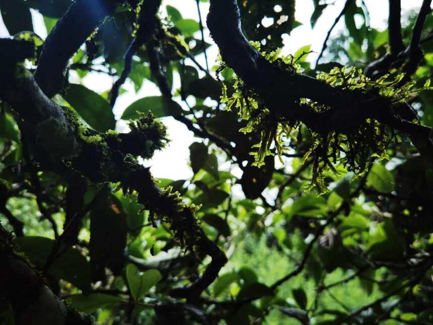 “一山一味”，云南普洱茶山头茶的真实意