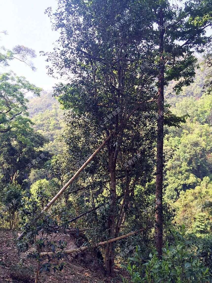 云南普洱山头茶 | 普洱茶后起之秀——薄荷塘