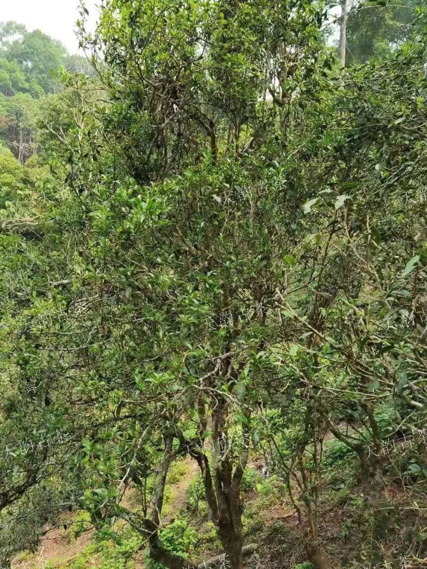 云南普洱茶名山解读 | 失落的明清贡茶，古六大茶山最高峰——倚邦