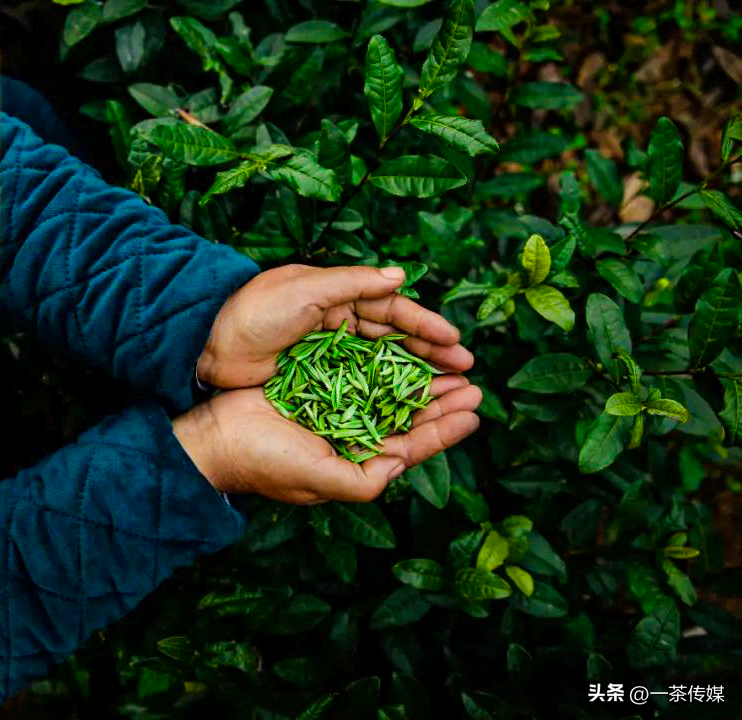 绿茶可讲的故事不多，竹叶青是如何弯道超车的