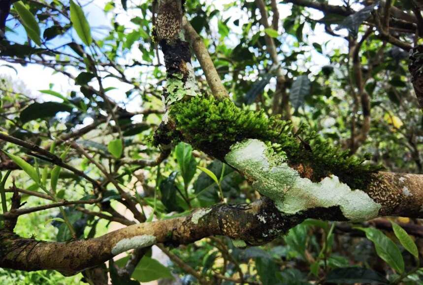 “一山一味”，云南普洱茶山头茶的真实意