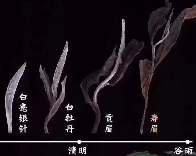 白茶怎么选？推荐这3款，闭着眼睛都能入