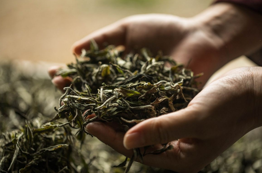 白茶到底是选散茶还是茶饼？手把手教你选