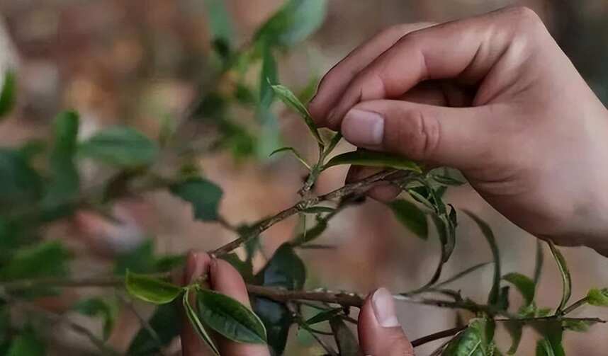 台地茶or古树茶分不清楚？教你5招快速鉴别