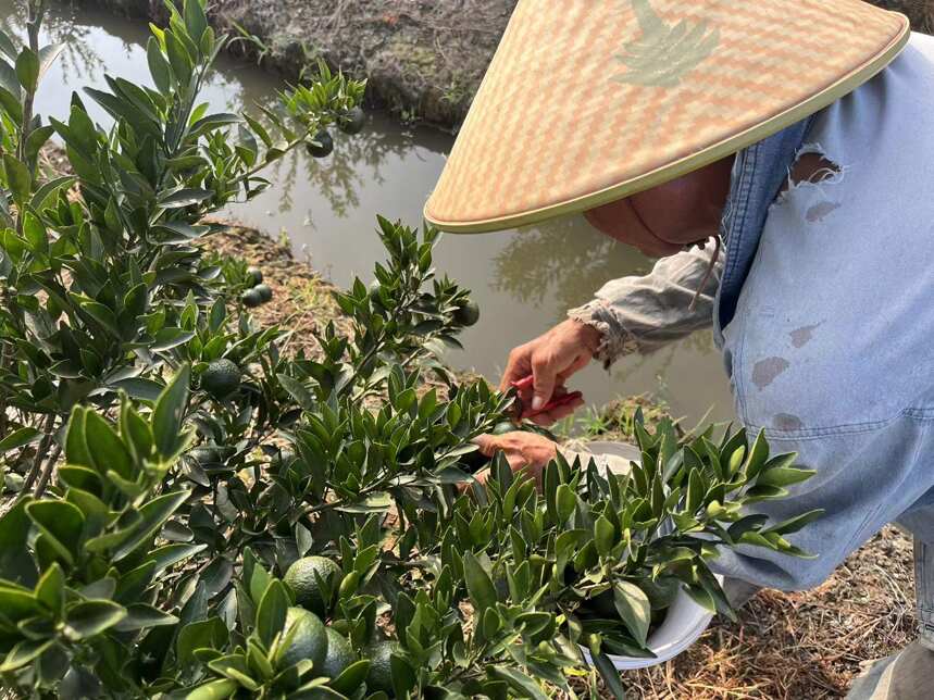 新会陈皮：虽然花了不少钱，但他还是个“傻白甜”