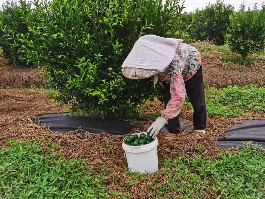 新会陈皮：虽然花了不少钱，但他还是个“傻白甜”