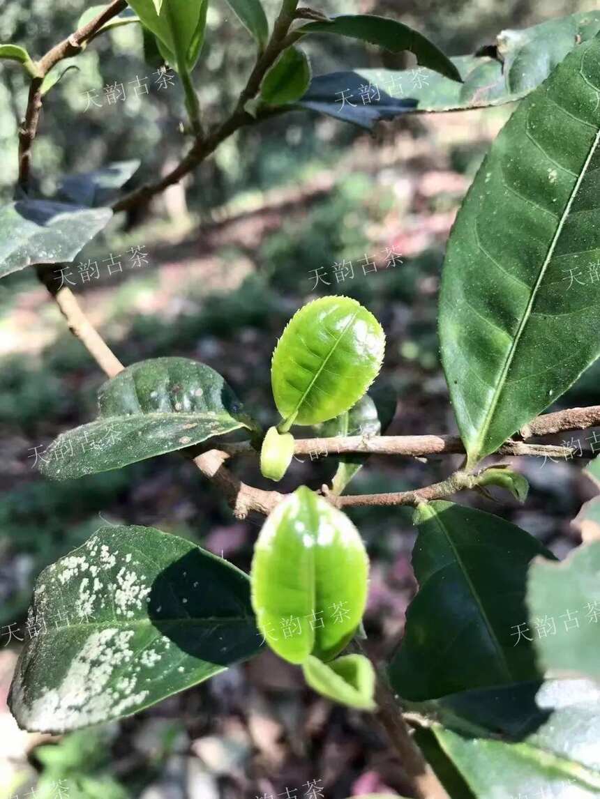 云南普洱茶名山解读 | 失落的明清贡茶，古六大茶山最高峰——倚邦