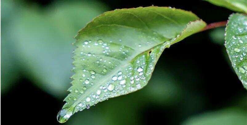 冲泡解析｜雨季普洱茶这样泡才好喝