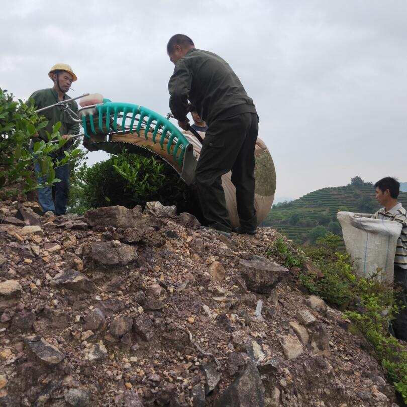 为沏一壶春，行走草木间