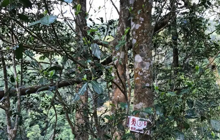 喝茶十年，我知道的普洱茶越陈越香的真相！不是什么都是越陈越香