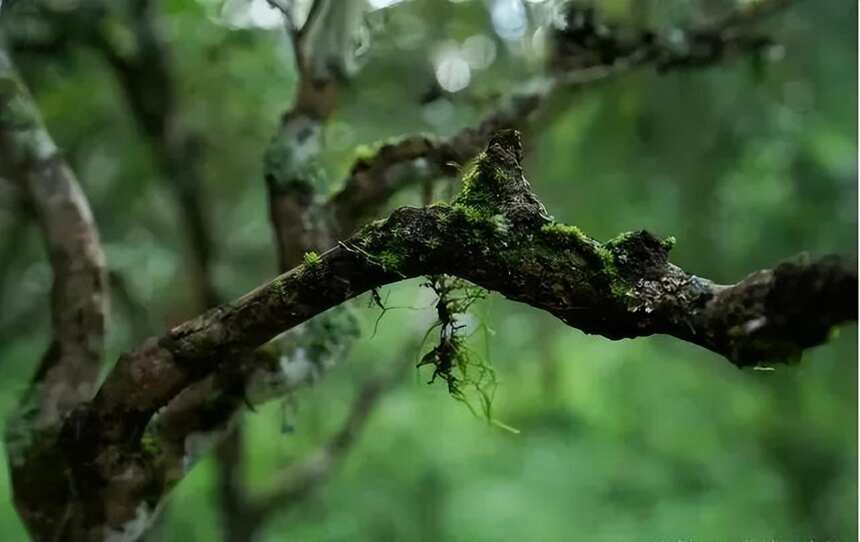 云南普洱茶名山解读 |历经繁华后寂寂无名的 古六大茶山——莽枝