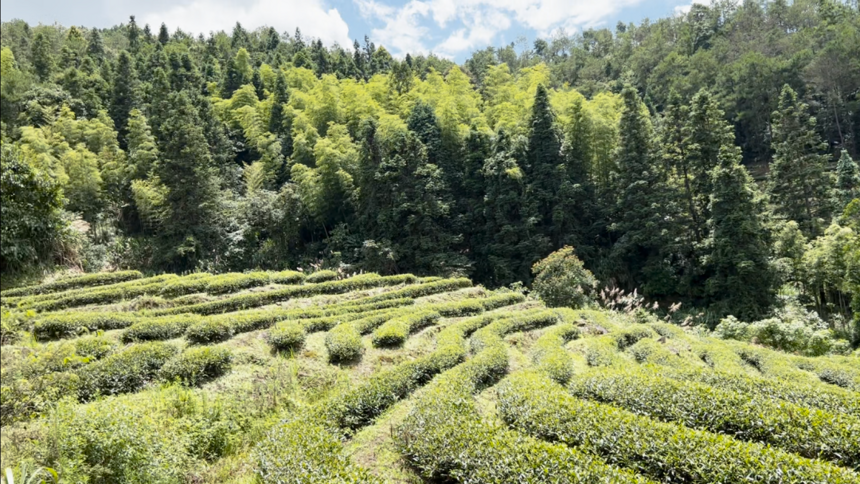 为沏一壶春，行走草木间