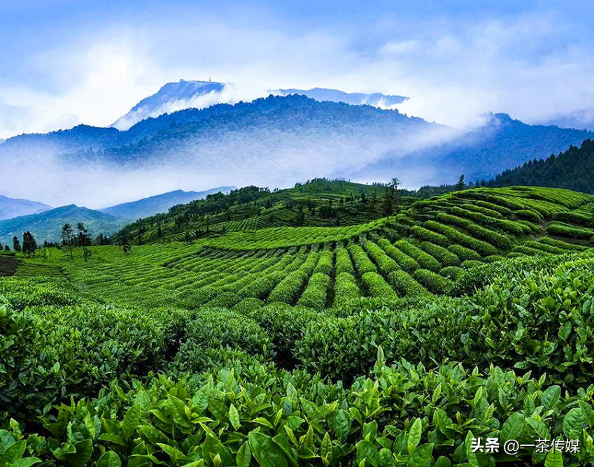 绿茶可讲的故事不多，竹叶青是如何弯道超车的