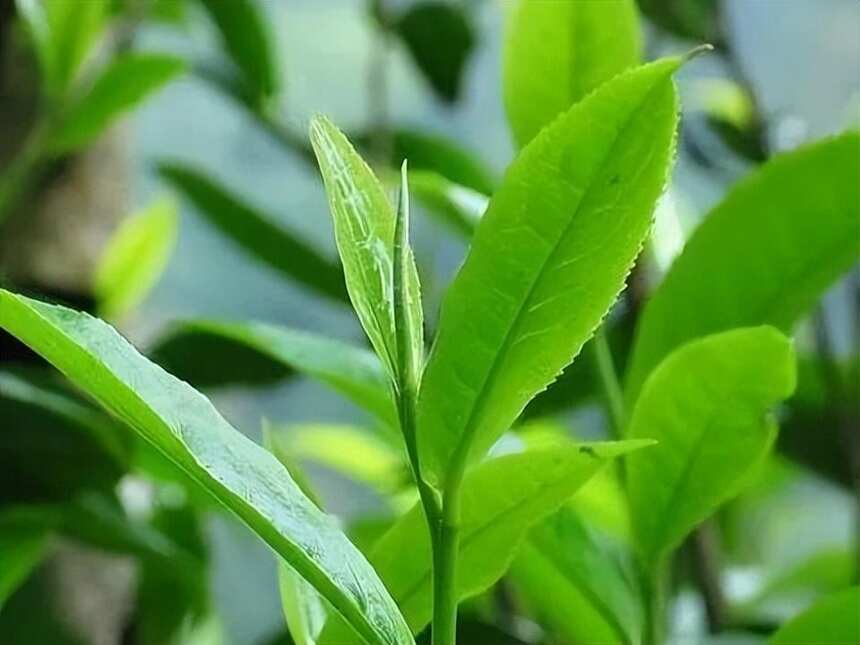 大雪山大树纯料熟茶 | 茶中翘楚，三年陈化，甜润厚滑