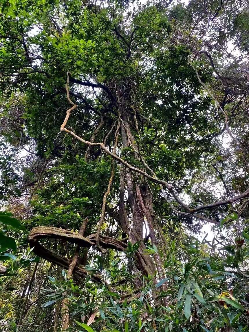 云南普洱山头茶 | 穿越百年时光的传奇贡茶——曼松