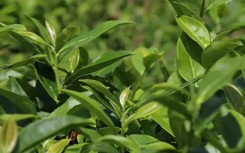 白露丨老茶客都爱喝的白露茶，你知道是什么茶吗？