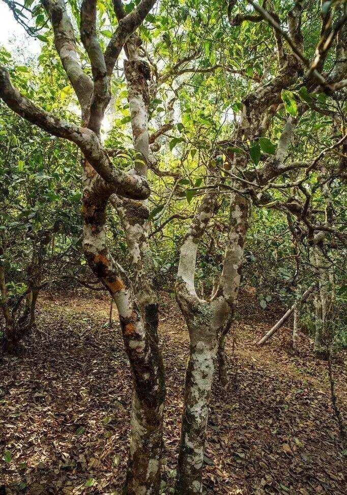 云南普洱山头茶 | 布朗茶区有名的古茶园之一—老曼峨