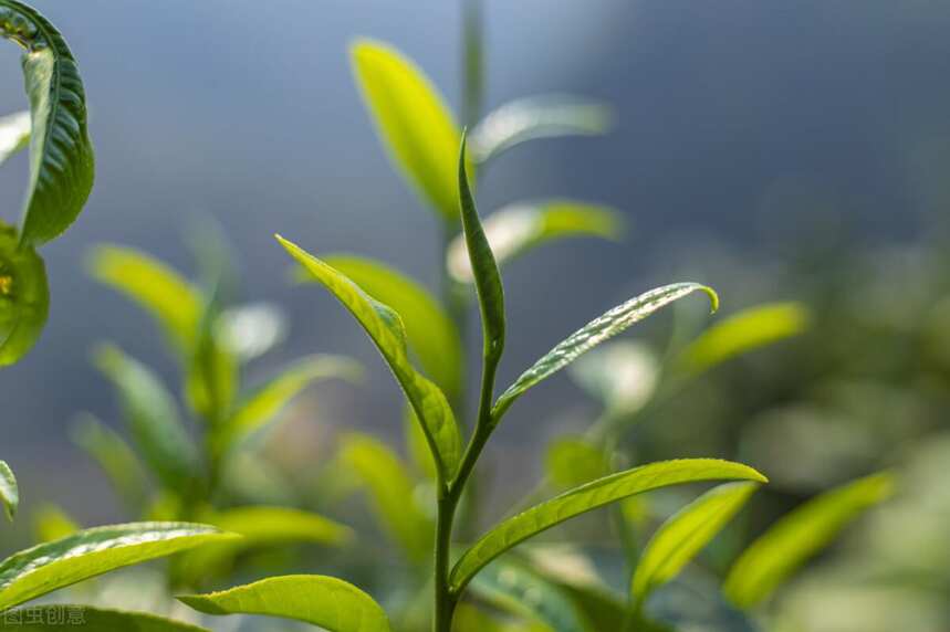 普洱茶的芽头越多越好吗？