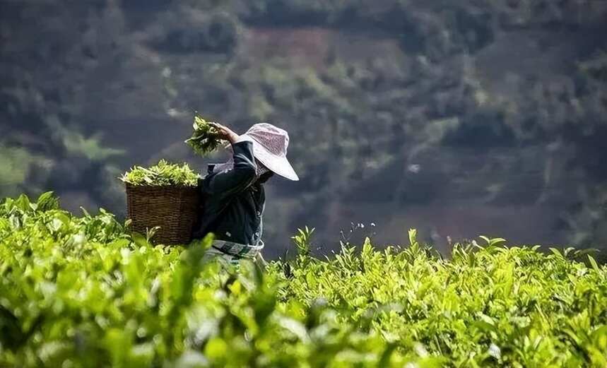 为什么说普洱茶是茶人的“最后一站”？