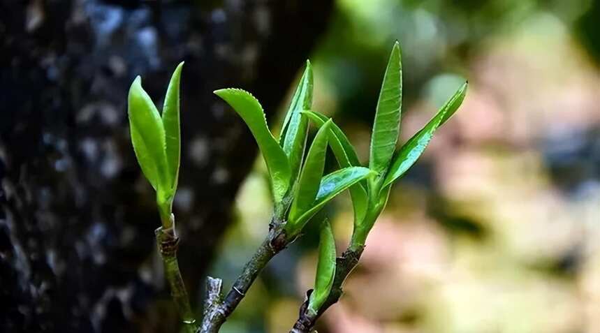 云南普洱茶名山解读 | 古六大茶山之首——攸乐