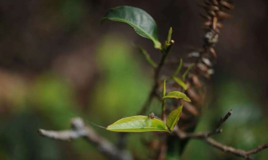 云南普洱茶名山解读 |历经繁华后寂寂无名的 古六大茶山——莽枝