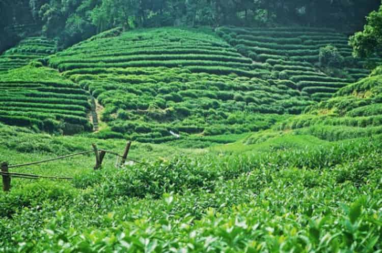 西湖龙井茶好坏的鉴别图_观察茶叶外形/看产地