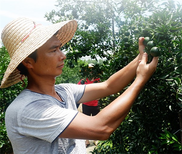 茶叶小青柑多少钱一斤？