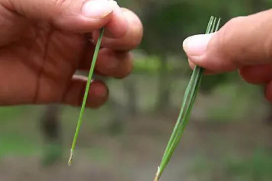 一根一根很长的像一根针一样的茶叶