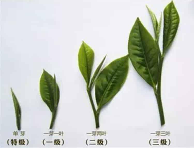 茶青是什么意思_茶菁和茶青有什么区别