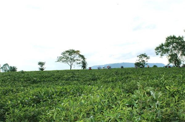 英德红源茶叶品牌怎么样？