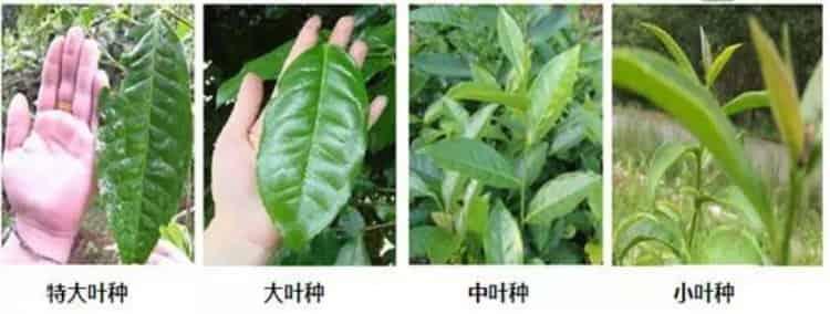 茶树的品种和分类_茶树品种的分类有哪些？